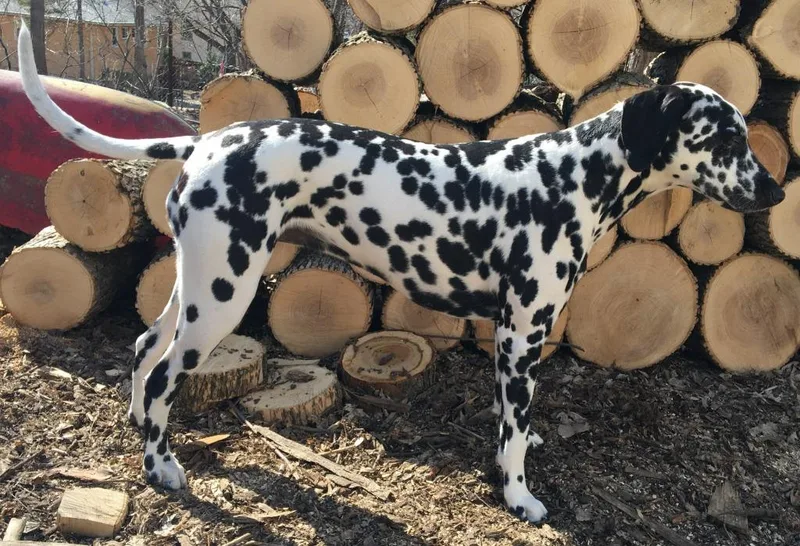 Bella