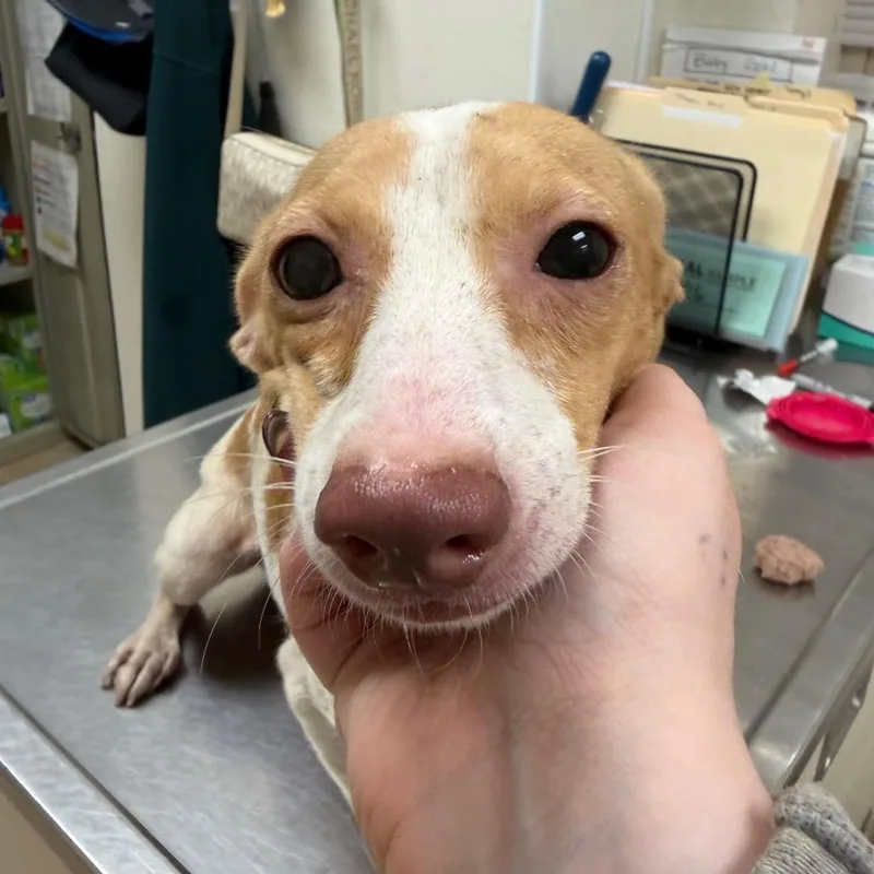 A senior small-sized female White / Cream Dachshund dog named Fry Kids for adoption in Pekin, IL