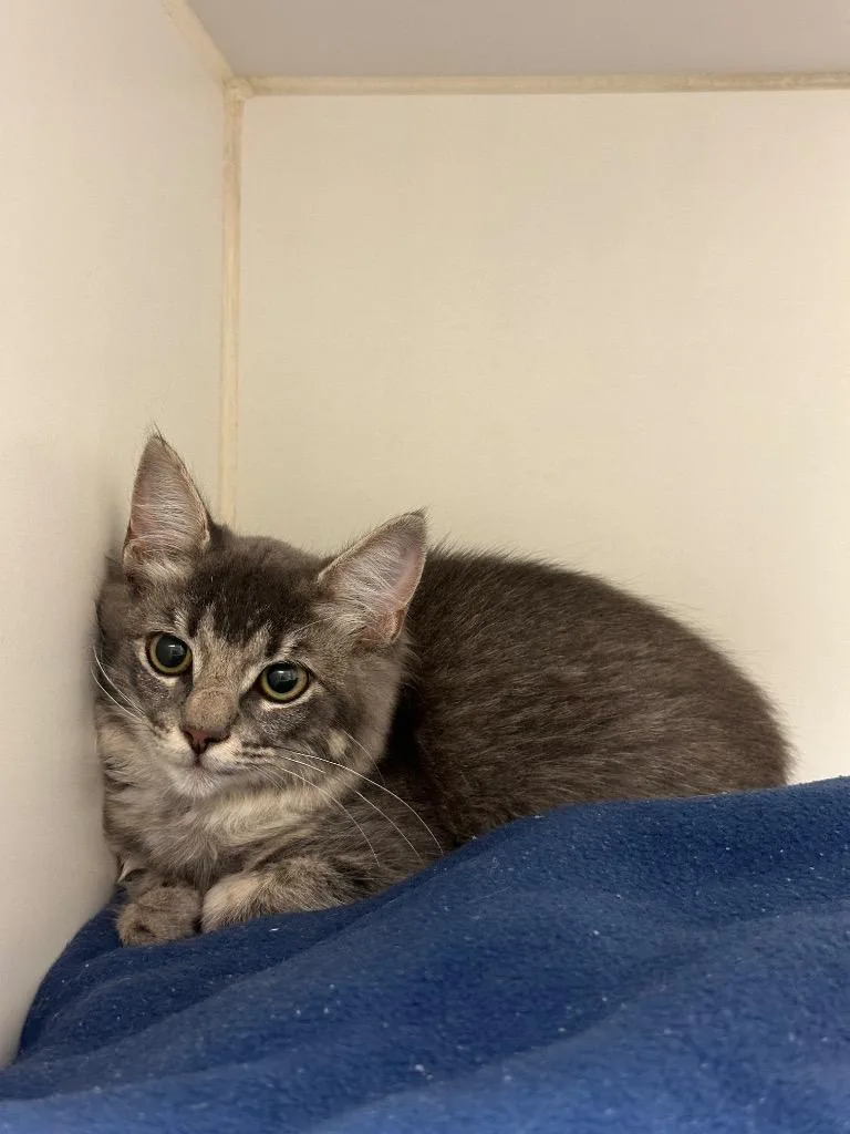 Sprinkles