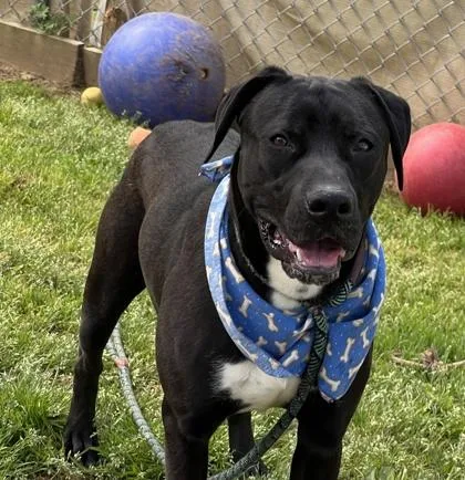 A young medium-sized male Labrador Retriever dog named Loaf $ for adoption in Seneca, SC