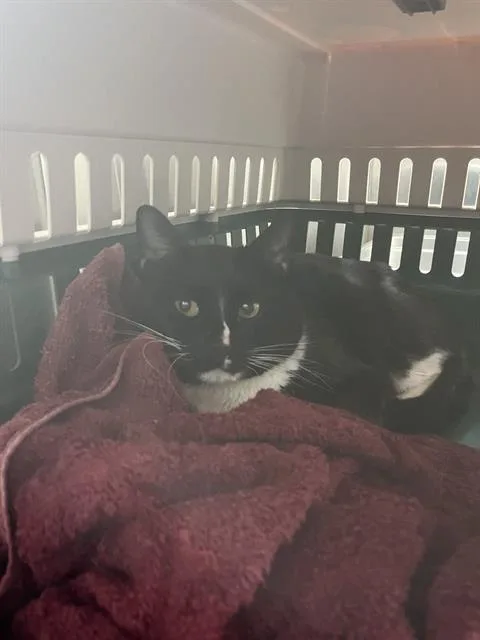 An adult small-sized male Domestic Short Hair cat named Zamboni for adoption in Centerville, MA