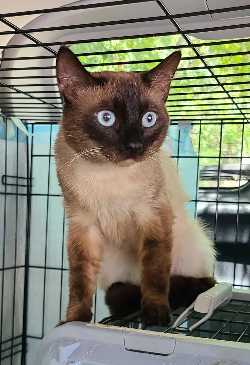 A young medium-sized male Siamese cat named Blue for adoption in Los Angeles, CA