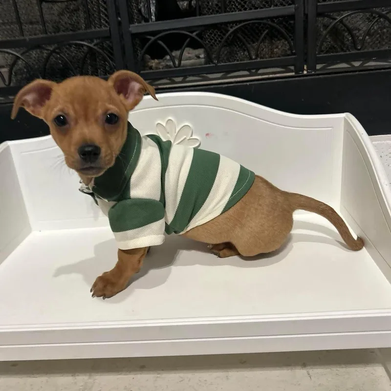 A baby small-sized male Yellow / Tan / Blond / Fawn Chihuahua dog named Jupiter for adoption in Fort Worth, TX