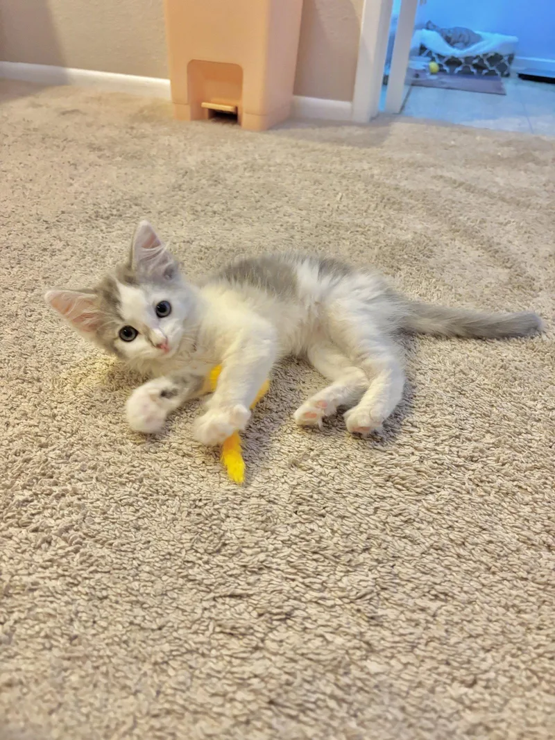 A baby medium-sized female Gray & White Tabby cat named Opaline for adoption in Laguna Niguel, CA