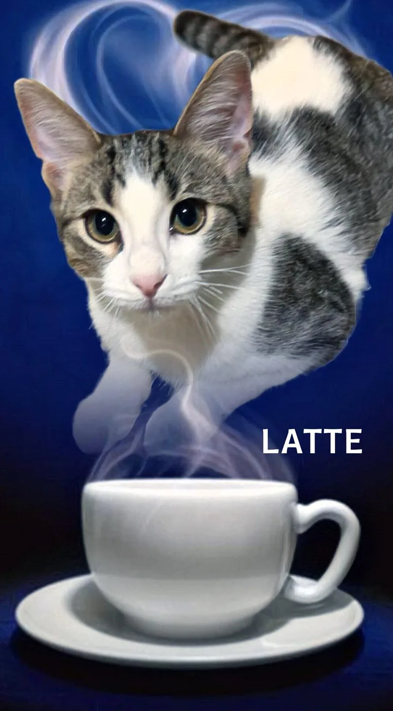A young medium-sized female Domestic Short Hair cat named Latte for adoption in Whiting, IN