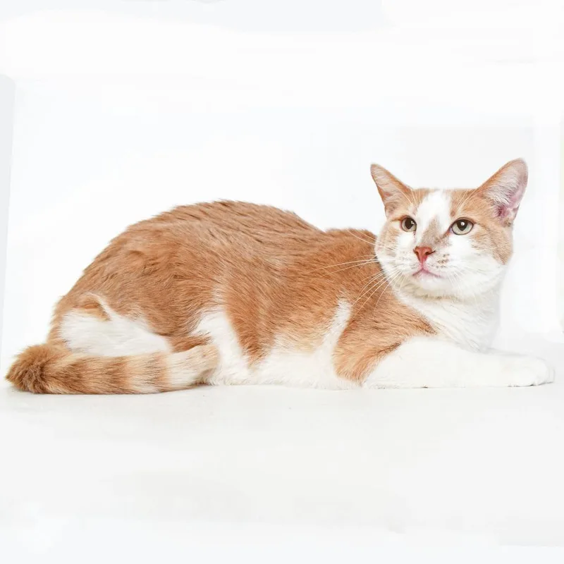 A senior extra large-sized male Orange / Red Domestic Short Hair cat named Otis for adoption in Springfield, IL