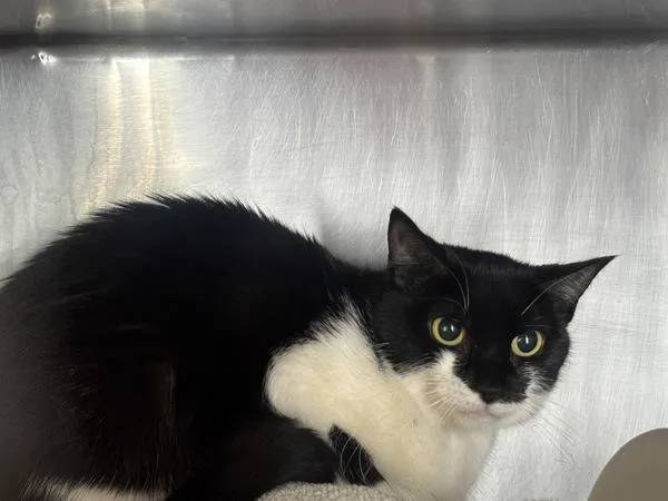 An adult medium-sized female Domestic Short Hair cat named Peaches for adoption in New York, NY