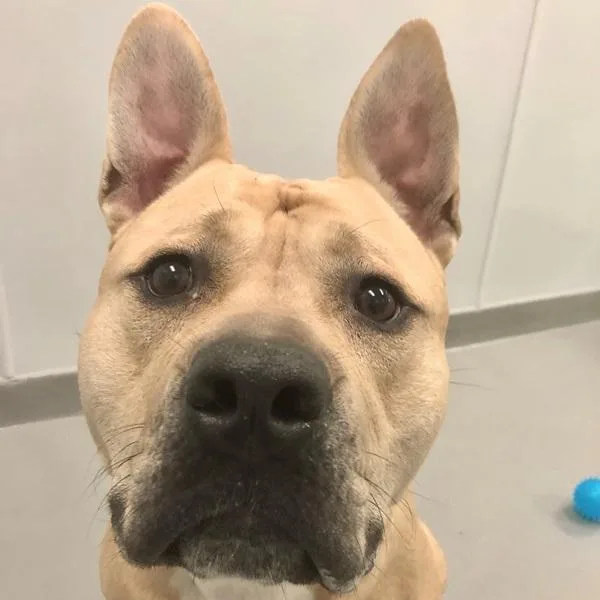 A young large-sized male Pit Bull Terrier dog named Martin for adoption in Des Moines, IA
