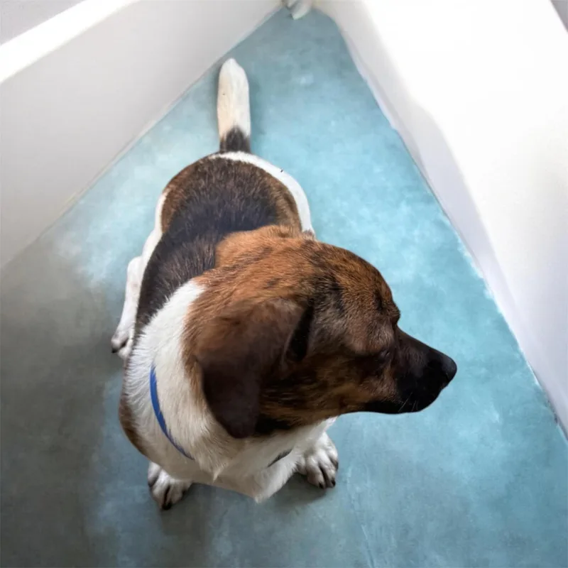 A young small-sized male Brindle Beagle dog named King for adoption in Sequatchie, TN
