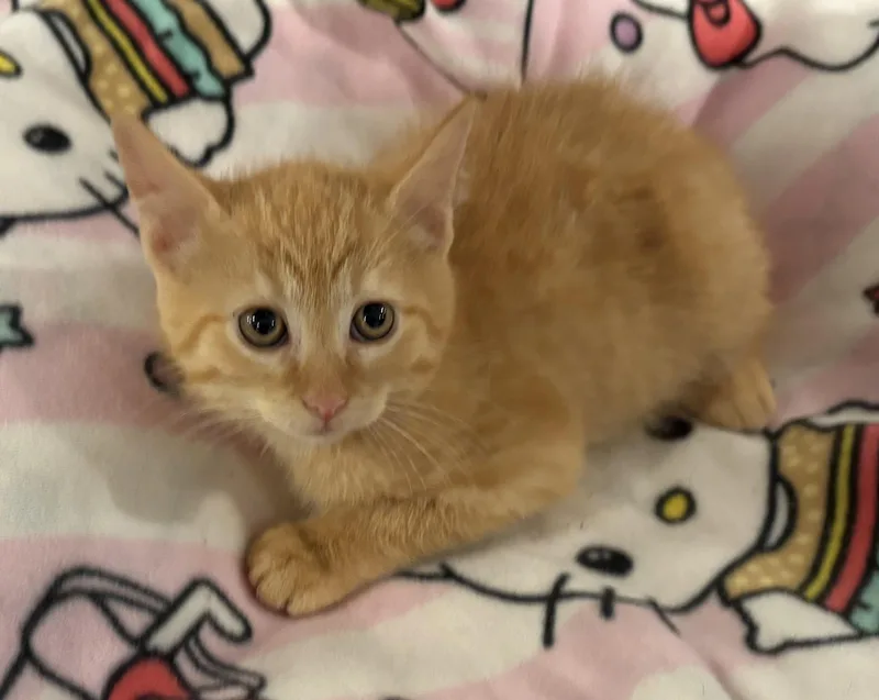 A baby small-sized male Tabby (Orange / Red) Domestic Medium Hair cat named Jalapeno for adoption in Seaford, NY