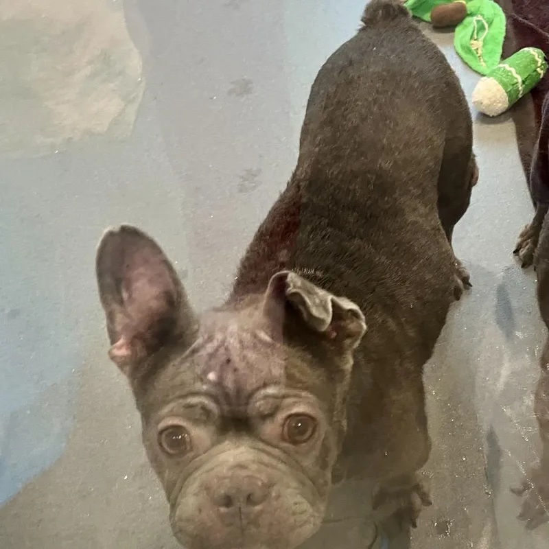 An adult small-sized female French Bulldog dog named Elliette for adoption in LOXAHATCHEE, FL