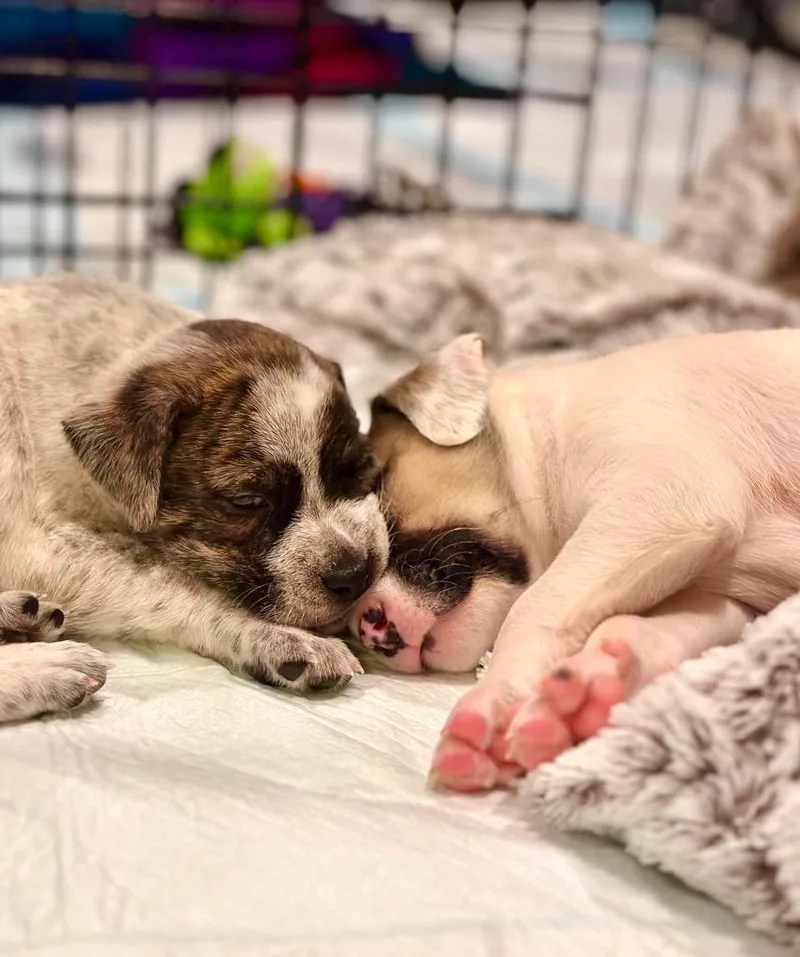 Bayou  Local Puppy thumbnail 2