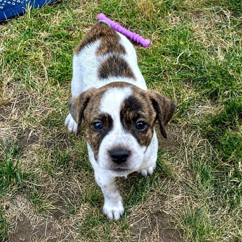 Bayou  Local Puppy thumbnail 5