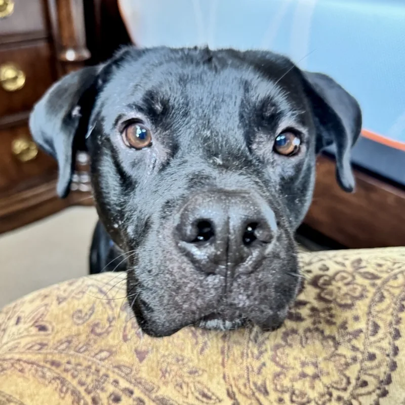 An adult large-sized male Black Labrador Retriever dog named Gio for adoption in Longview, TX