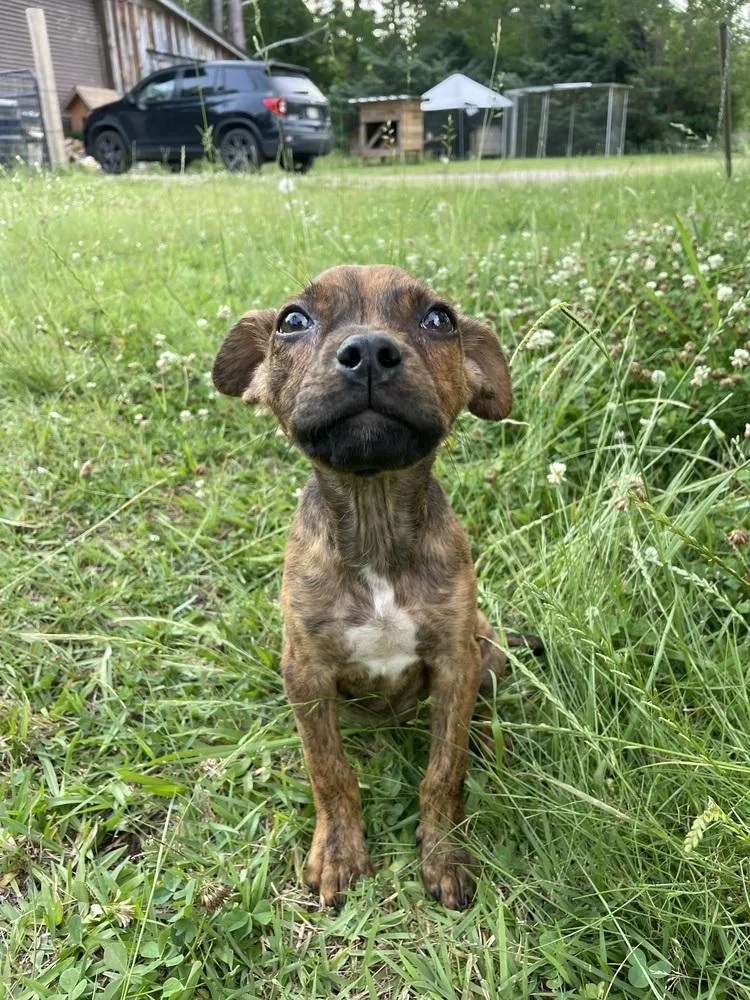 A baby small-sized female Brindle Terrier dog named Echo for adoption in Newnan, GA