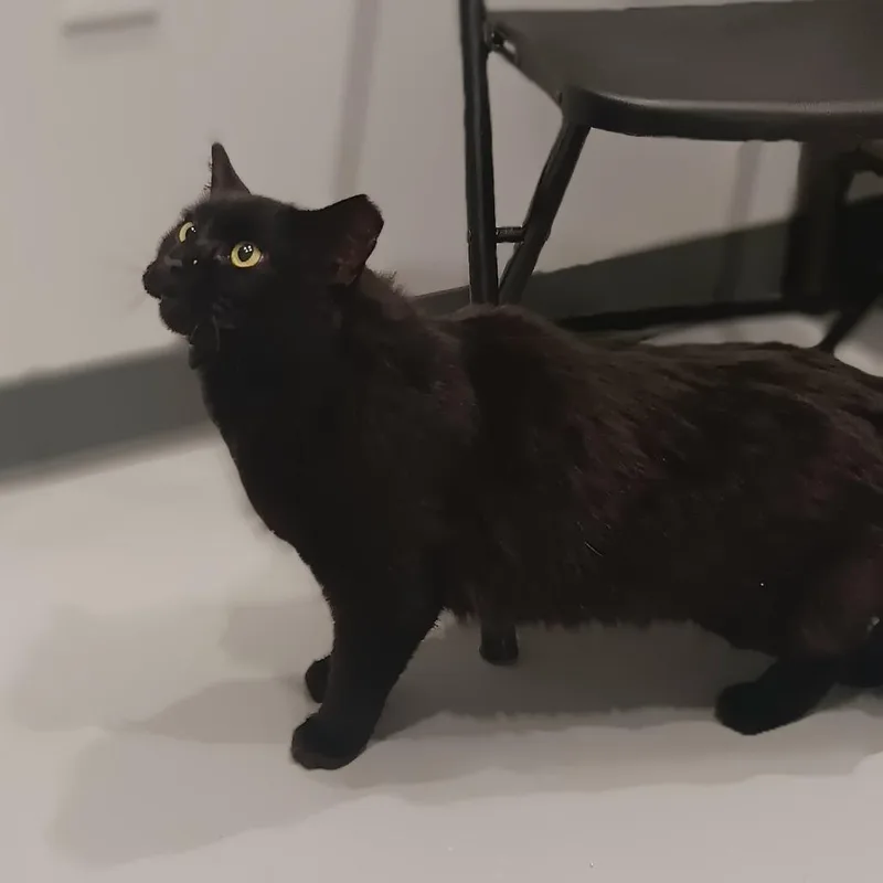Juno