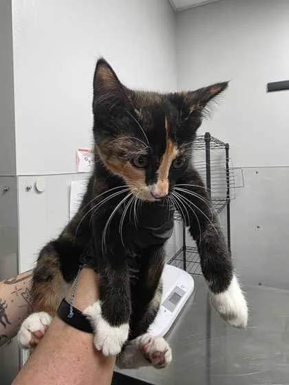 A baby small-sized female Domestic Short Hair cat named Naledi for adoption in Sevierville, TN