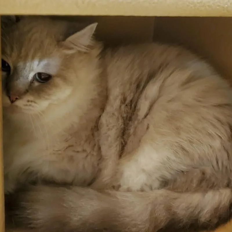 A young small-sized male Ragdoll cat named Wilson for adoption in Hemet, CA