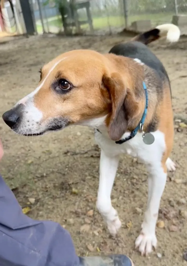 An adult medium-sized male Hound dog named Apollo for adoption in Hampton, VA