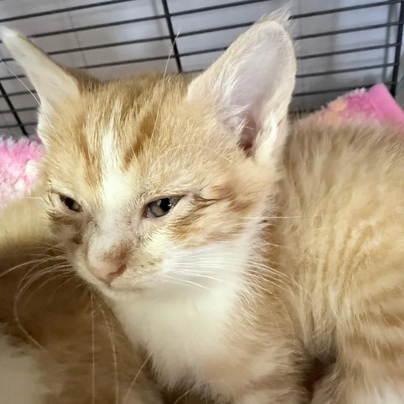 A baby small-sized male Orange / Red Domestic Short Hair cat named Habanero for adoption in Russellville, KY