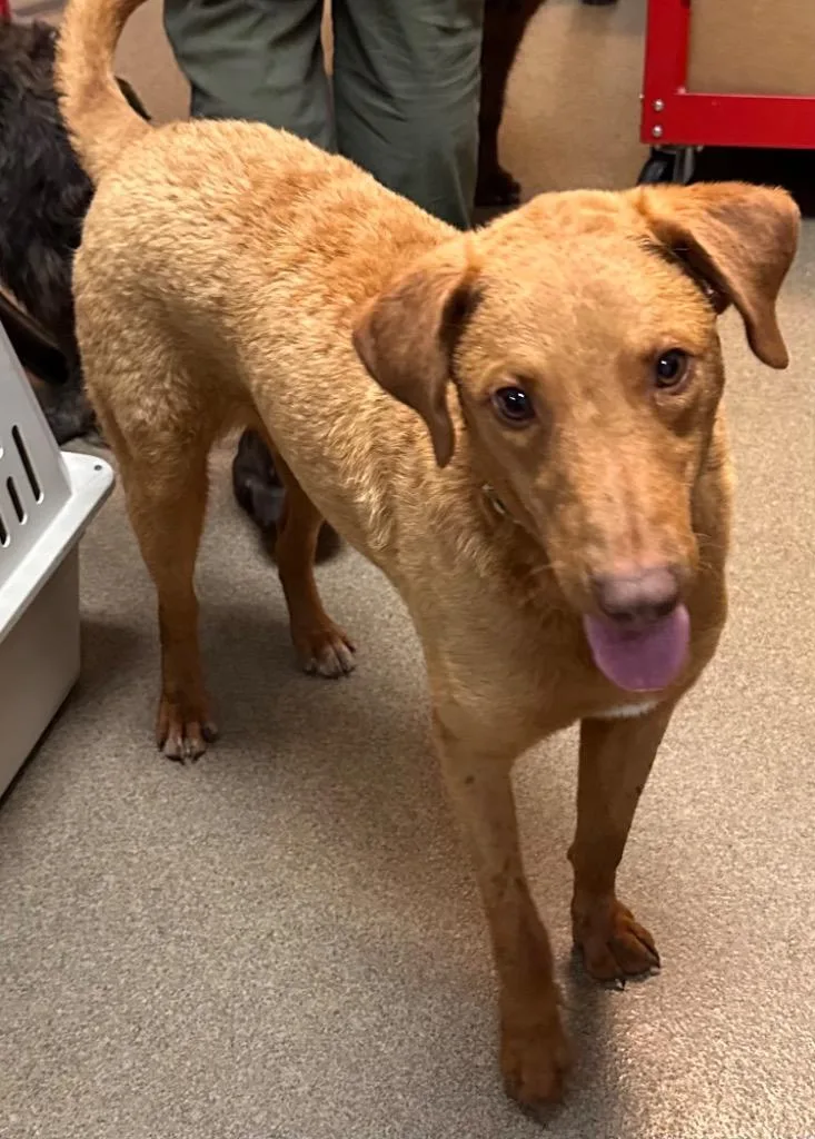 A young medium-sized male Mixed Breed dog named Jackson for adoption in Rome, GA