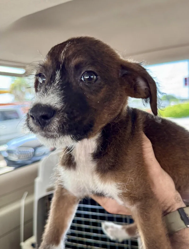 A baby small-sized female Terrier dog named Isla for adoption in Lake Hopatcong, NJ