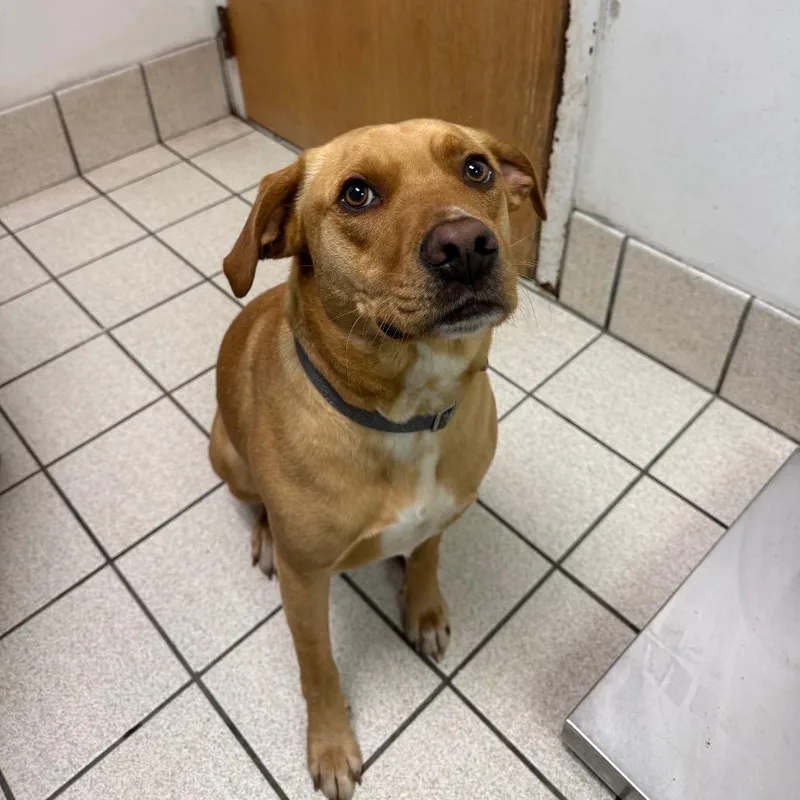 An adult medium-sized male Brown / Chocolate Mixed Breed dog named Harry for adoption in Charleston, WV