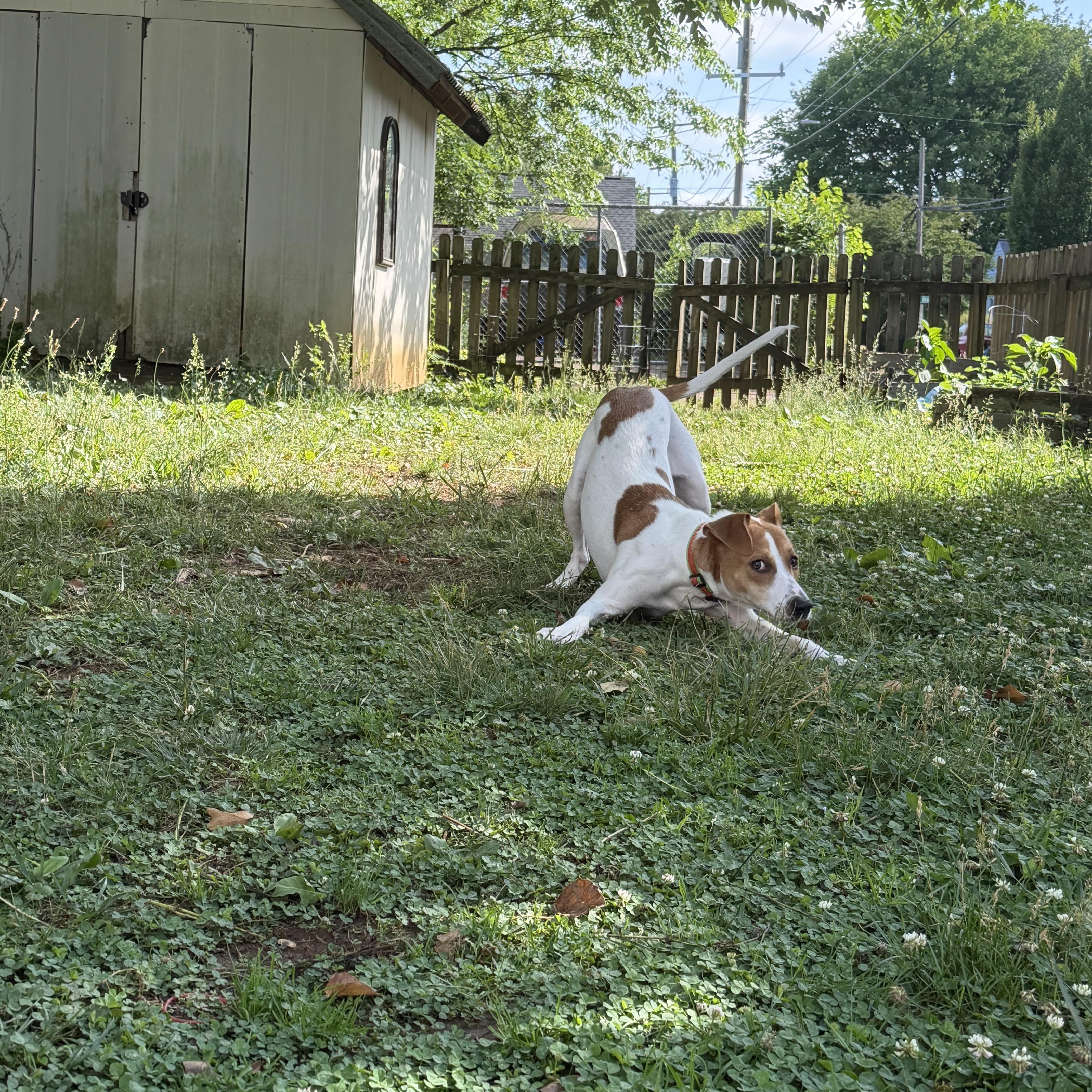 A young medium-sized female Red / Chestnut / Orange Pit Bull Terrier dog named Casey for adoption in Richmond, VA