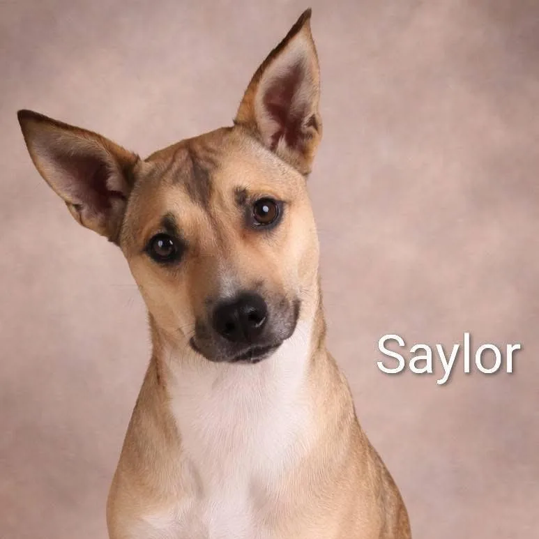 Saylor thumbnail 2