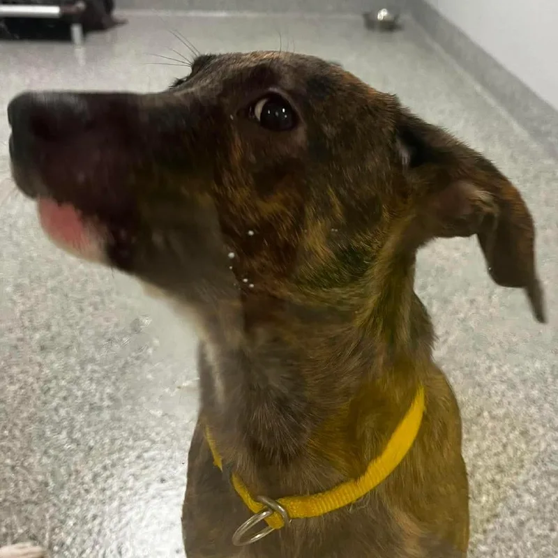 A baby medium-sized male Brindle Pit Bull Terrier dog named Brindy for adoption in Wichita, KS