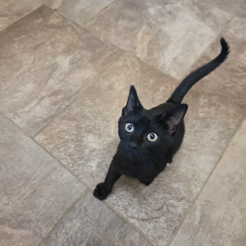 A young medium-sized male Black Domestic Short Hair cat named Kieran for adoption in Lancaster, KY