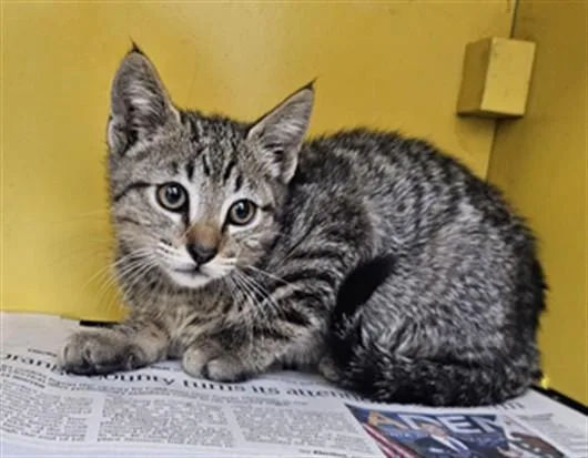 A baby medium-sized male Domestic Short Hair cat named Abraham for adoption in Los Angeles, CA