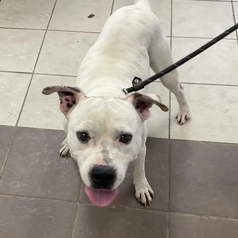 An adult medium-sized male White / Cream Mixed Breed dog named Strayfernwoodavenue for adoption in Columbus, GA