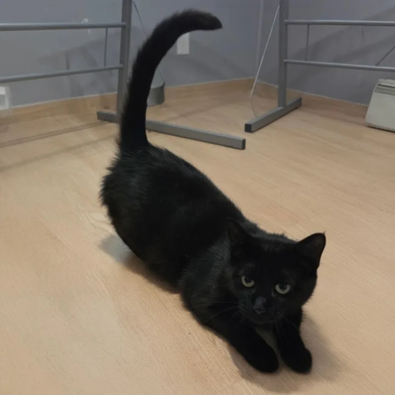 A young medium-sized female Black Domestic Short Hair cat named Rye for adoption in Normal, IL
