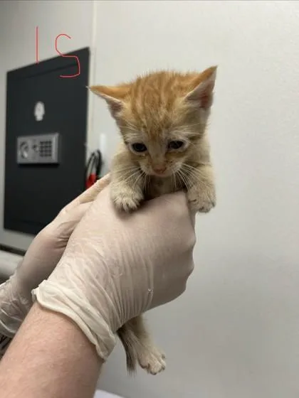 A baby small-sized male Domestic Short Hair cat named Anthony for adoption in West Chester, PA