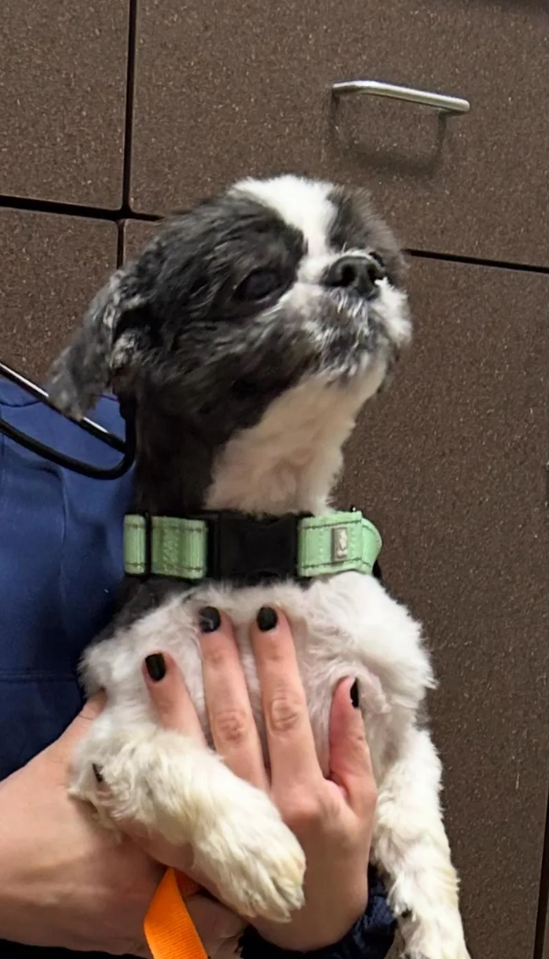 An adult small-sized male Black Shih Tzu dog named Maseatti for adoption in Palisades Park, NJ