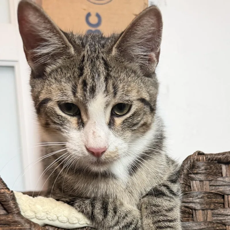 A baby small-sized male Gray / Blue / Silver Domestic Short Hair cat named Diego for adoption in Denison, TX
