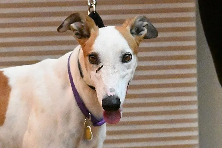 An adult medium-sized female Greyhound dog named Candi for adoption in Minneapolis, MN
