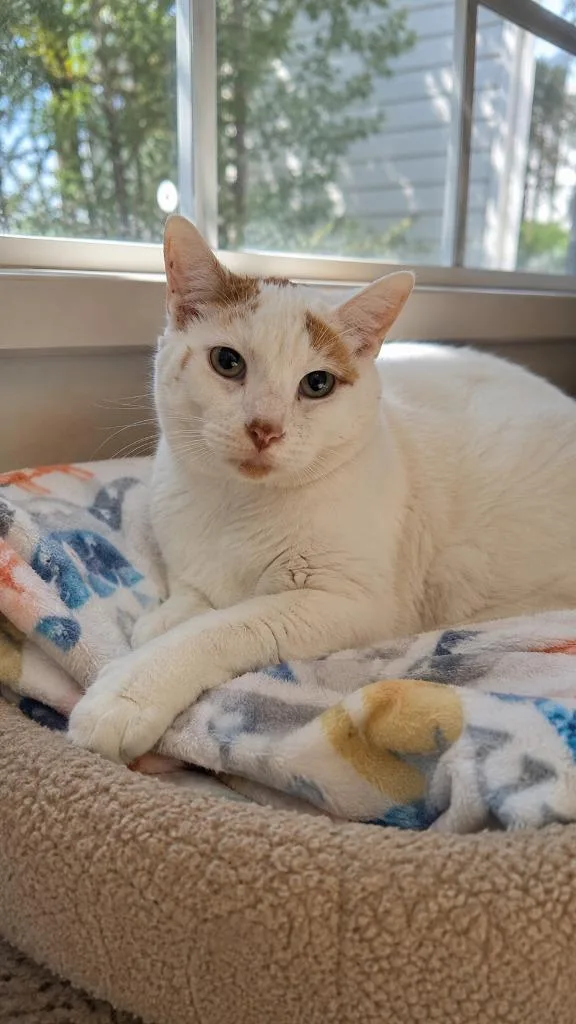 A senior small-sized male Domestic Short Hair cat named Silkie for adoption in East Ridge, TN