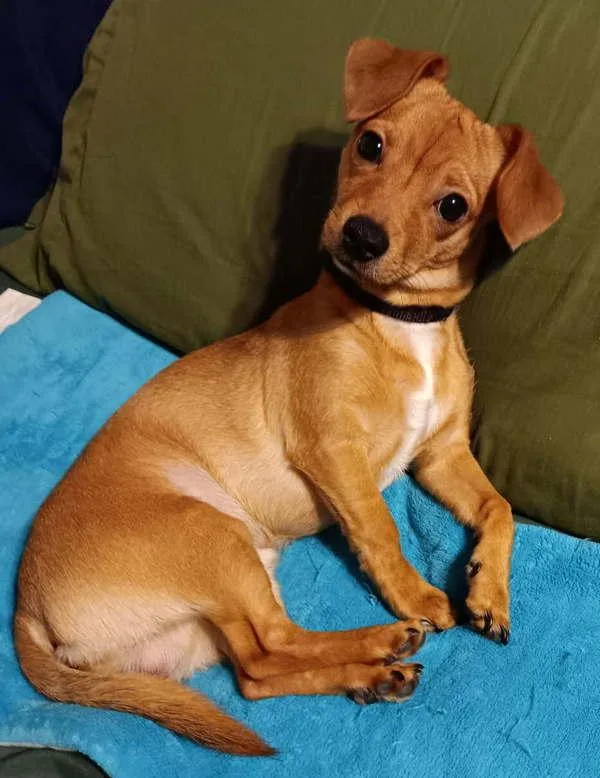 A young small-sized male Chihuahua dog named Chico for adoption in Escondido, CA