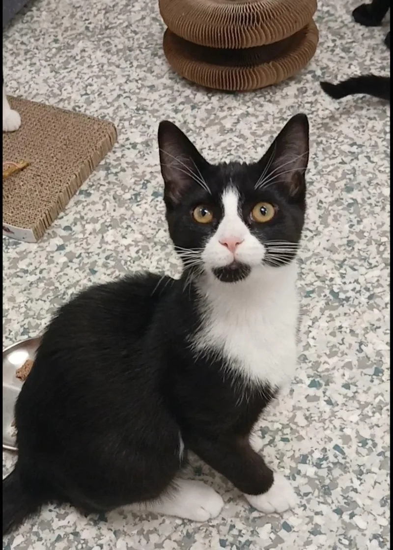A baby medium-sized male Black & White / Tuxedo Domestic Short Hair cat named Maxim for adoption in Bay City, MI