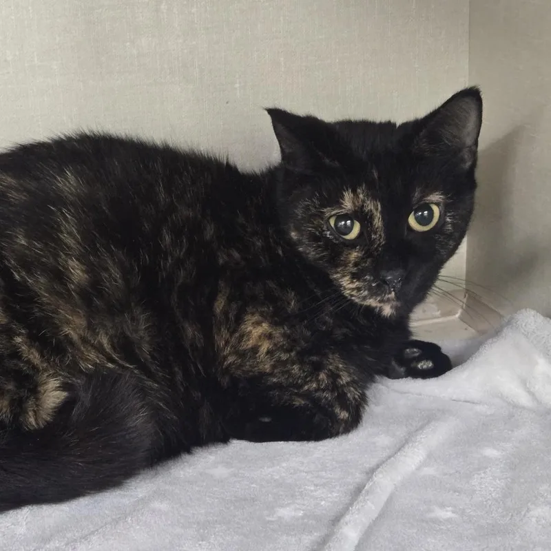 A young medium-sized female Tortoiseshell Domestic Short Hair cat named Abby for adoption in Tawas City, MI