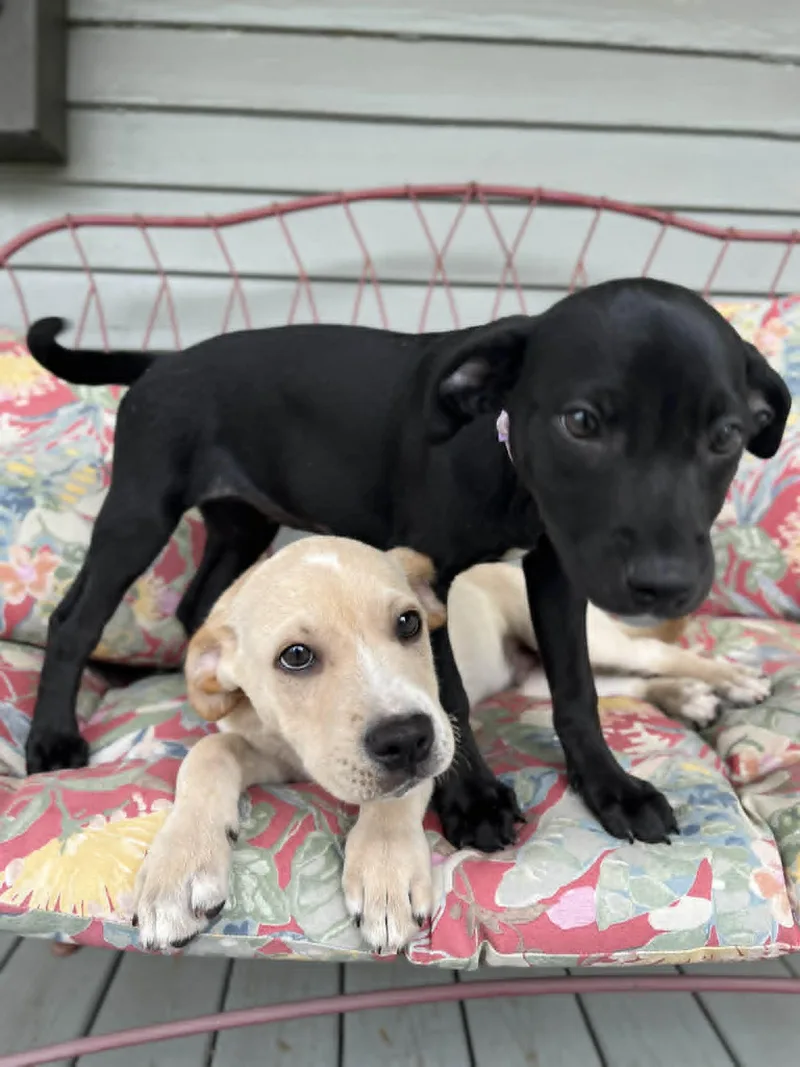 A baby medium-sized male Yellow / Tan / Blond / Fawn Labrador Retriever dog named Zazu for adoption in Gulfport, MS