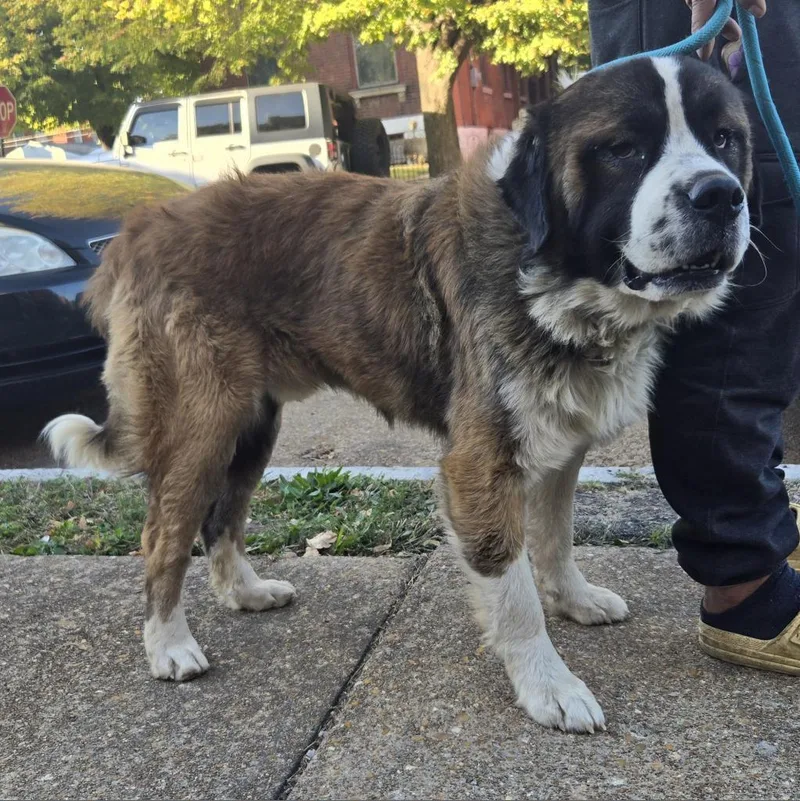 An adult large-sized male Brown / Chocolate Saint Bernard dog named Kabru for adoption in St. Louis, MO