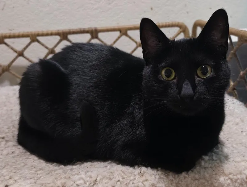 A young medium-sized male Domestic Short Hair cat named Reid Tx for adoption in Fort Lupton, CO