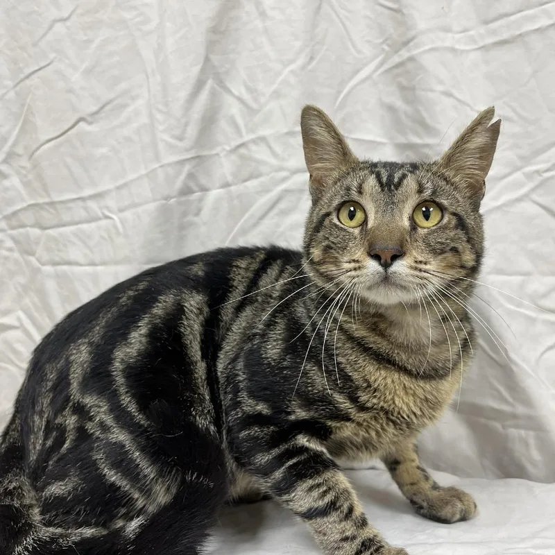 A young large-sized male Brown / Chocolate Domestic Short Hair cat named Cartouche for adoption in Verona, VA