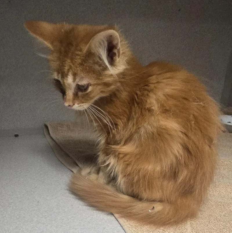 A baby small-sized male Domestic Short Hair cat named GC Stray Sleet for adoption in Greencastle, IN