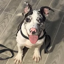 A baby medium-sized female Black American Staffordshire Terrier dog named Minnie for adoption in Liverpool, TX