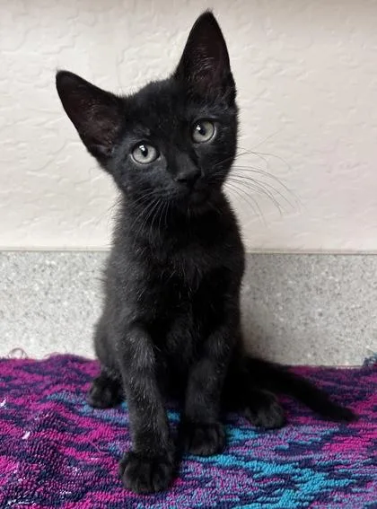A young small-sized male Domestic Short Hair cat named Mercury for adoption in Phoenix, AZ