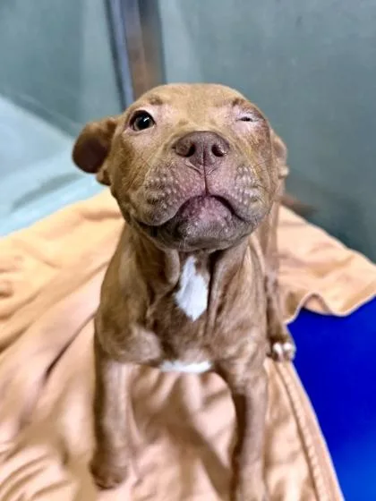A baby medium-sized female Pit Bull Terrier dog named Levitta for adoption in New Orleans, LA